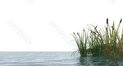 reed