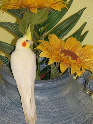 Flower bird