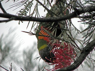 Rainbow Lorikeet