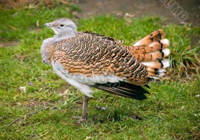Bustard