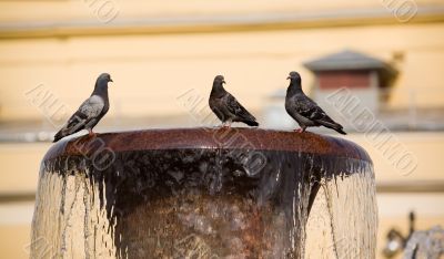 Three pigeons