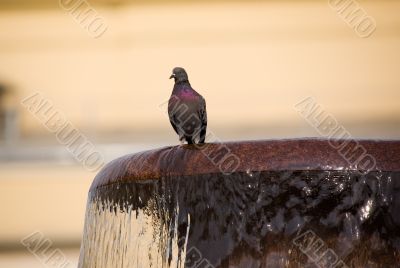 pigeon on a fountain