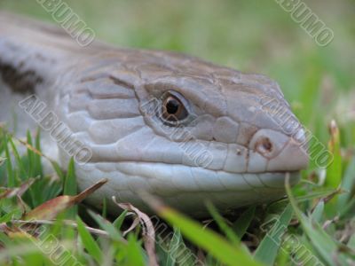 Blue tongue 2