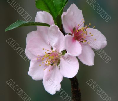 Peach tree flowers