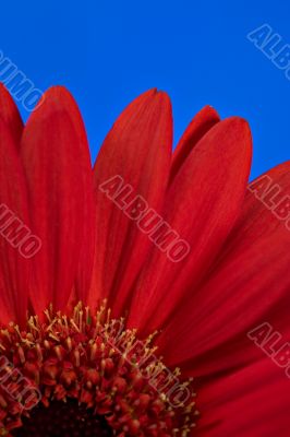 Red daisy flower