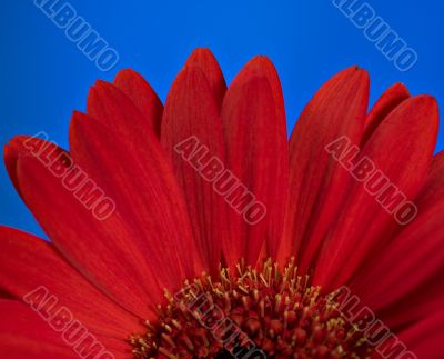 Red daisy flower