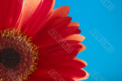 Red flower