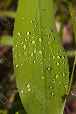 Drops on the lily of the valley