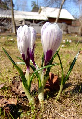 White crocus