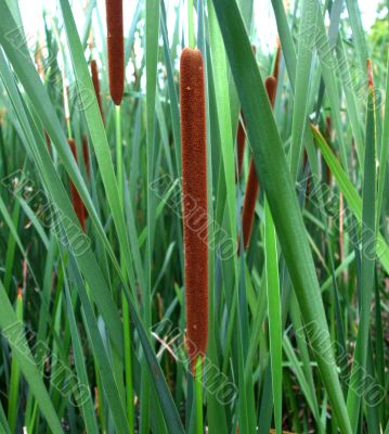 Bullrushes