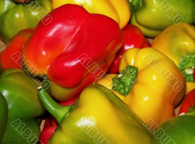Peppers Fresh From the Farm