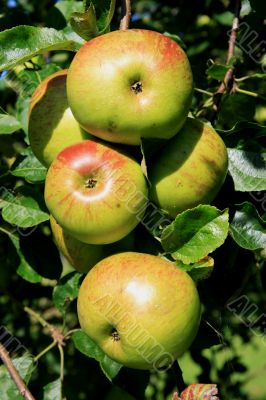 Apple (Malus domestica)