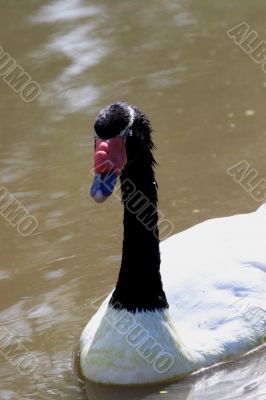 Black and White Swan