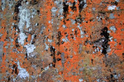 Lichens