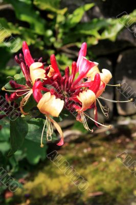 Honeysuckle (Lonicera)