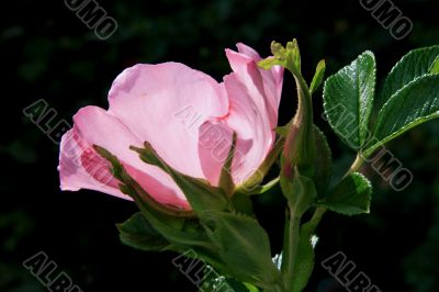 Japanese Rose (Rosa rugosa)