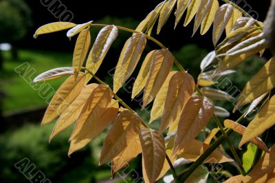 Backlit leaves