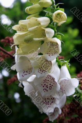 White Foxglove (Digitalis)