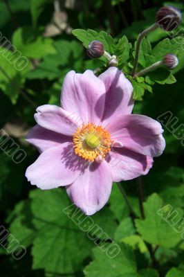  Chinese Anemone (Anemone hupehensis)