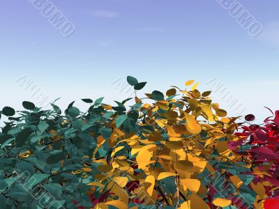 foliage