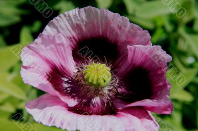 Oriental Poppy (Papaver)