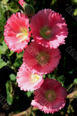 Hollyhock (Alcea)