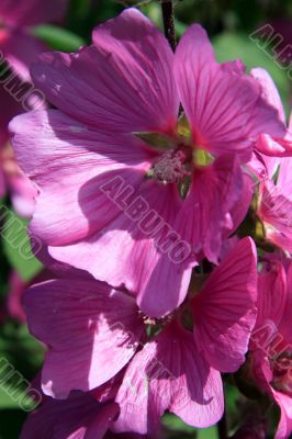 Mallow (Lavatera trimestris)