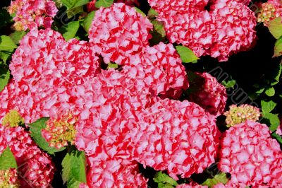 Pink Hydrangea
