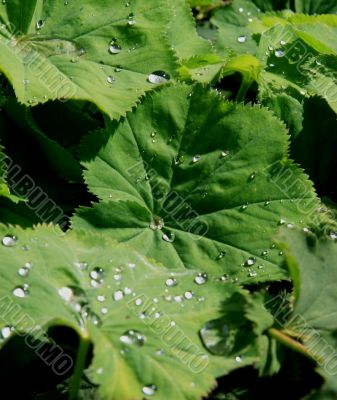 Water Droplets