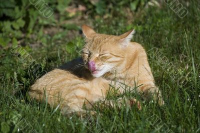 Orange cat