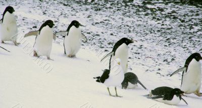 Adelie penguins sliding