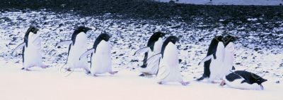 Adelie penguins waddling