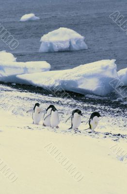 Small group of Adelie penguins