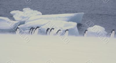 Snowstorm, large group of Adelie penguins