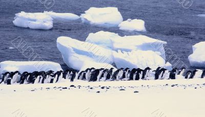 Large group of Adelie penguins
