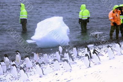 Marching Gentoo penguins