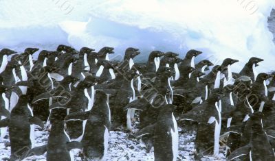 Adelie penguins, crowding the shoreline