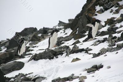 Three Adelie penguins climbing