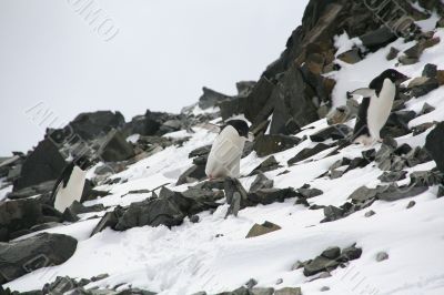 Three Adelie penguins climbing