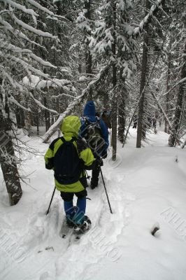 Yellow parka, snowshoe hikers