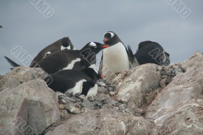 Gentoo penguin rookery