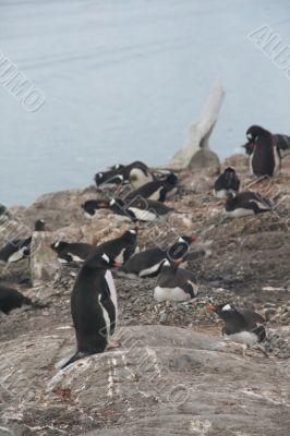 Gentoo penguin rookery