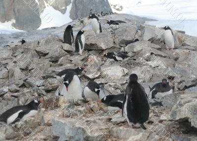 Gentoo penguins, nesting