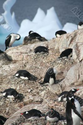 Gentoo penguins, nesting