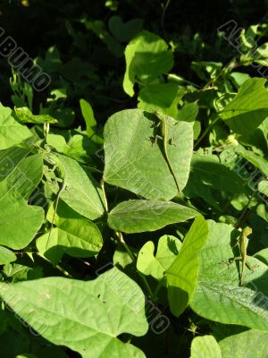 Anoles on leaves