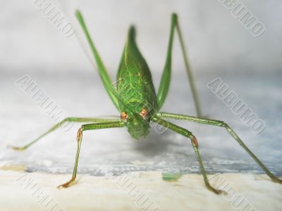 Locust