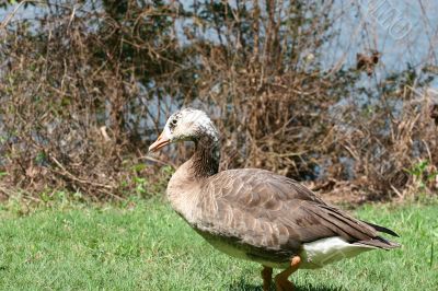 Speckled Duck