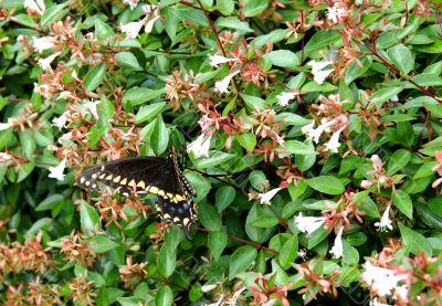 Black and Yellow Butterfly