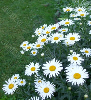 Field of Daisies