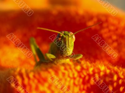 Green Grasshopper 1